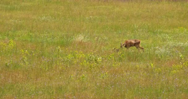 母鹿放羊和小鹿在草地上探险的可敬景象 — 图库视频影像