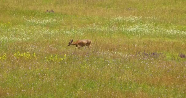小鹿在草地上散步并离开现场 小鹿则跟着它 — 图库视频影像