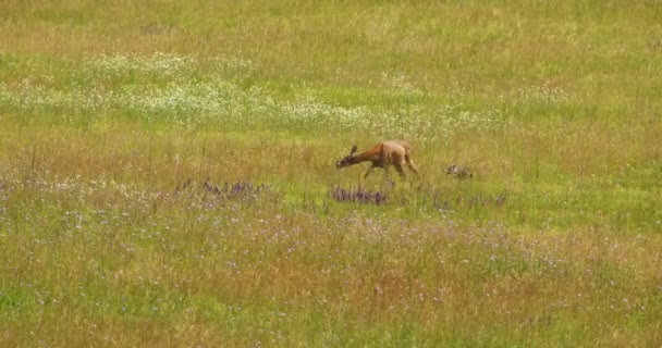 夏天母鹿和小鹿在草地上漫步的伊甸园般的场景 — 图库视频影像