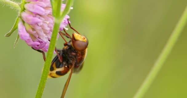 Extremo Close Hornet Imitar Hoverfly Comer Néctar Flor Rosa — Vídeo de Stock