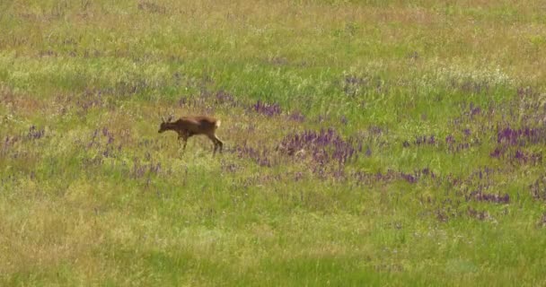 母鹿和小鹿在布满野草和其他野花的草地上奔跑 — 图库视频影像