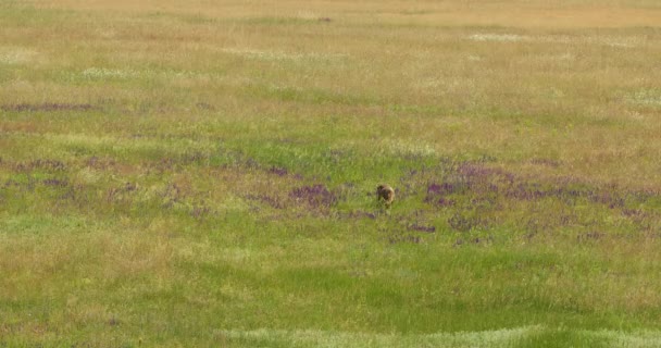 雌鹿在布满野草和其他野花的草地上吃草 — 图库视频影像