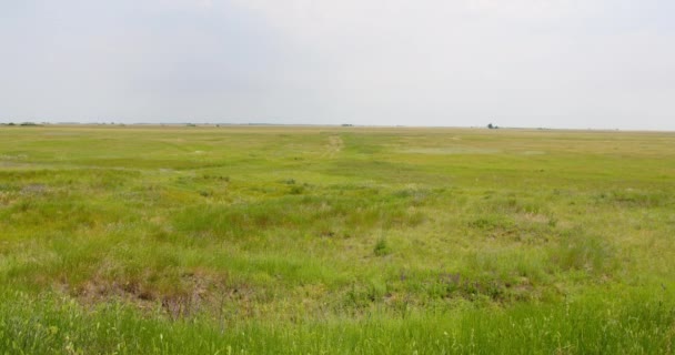 Green Grass Fluttering Breeze Vast Wild Meadow Blue Sky — Stock Video