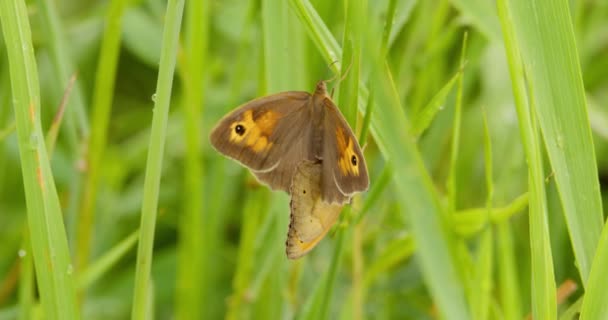 Close View Two Meadow Brown Butterflies Matting Blade Grass — Stock Video