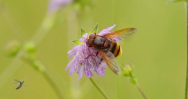 Scabiosa 'nın leylak çiçeğinin üzerinde uçan sineği taklit eden aşırı yakın çekim.