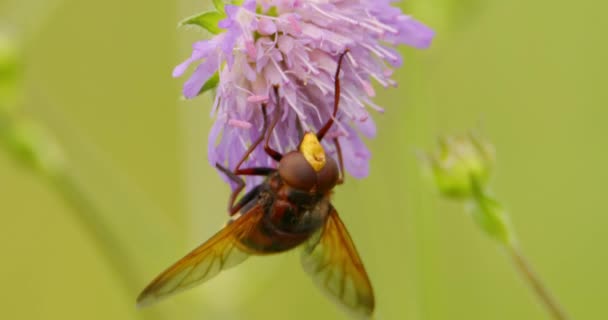 Extremo Close Hornet Imitar Hoverfly Comer Néctar Flor — Vídeo de Stock