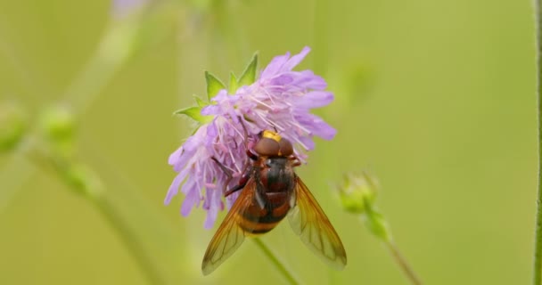 Extrême Gros Plan Frelons Imitent Hoverfly Sucer Sur Nectar Lilas — Video