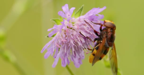 Extremo Close Hornet Imitar Hoverfly Chupando Néctar Flor Scabiosa — Vídeo de Stock