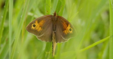 Yeşil yaprak üzerinde çiftleşen bir çift çayırlık kahverengi kelebeğin aşırı yakın çekimi.