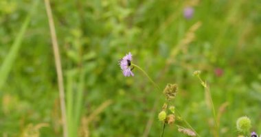 Farklı böceklerin görüntüleri aynı çiçekte yürür