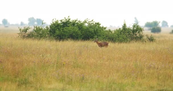 鹿儿穿过干枯的草地和野花 朝绿叶丛林中走去 — 图库视频影像