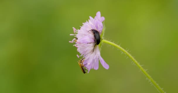 Farklı Böcek Aynı Çiçekte Yürür — Stok video