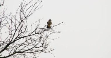 Parlak gökyüzüne karşı ağaç tepesinde tünemiş sıradan bir kerkenez.
