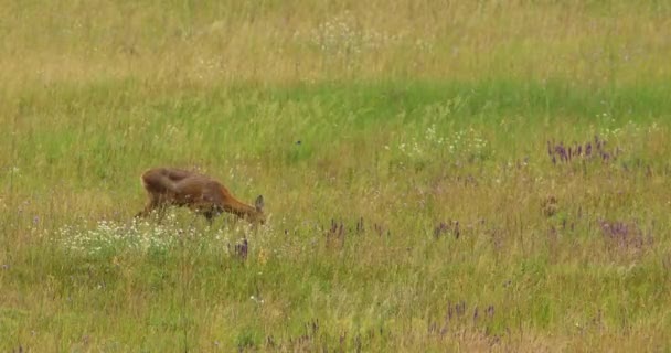 野生の花と草に隠されたその赤ん坊に放牧する女性のロー鹿の映像 — ストック動画
