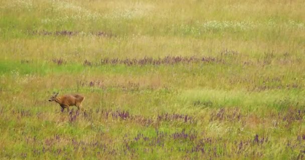 野生のセージや他の野生の花を散策する女性のロー鹿の美しいシーン — ストック動画