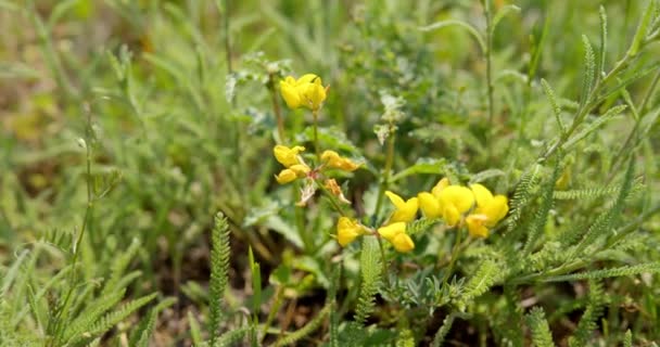 Primer Plano Flores Silvestres Amarillas Prado Vetchling Aleteo Brisa — Vídeos de Stock