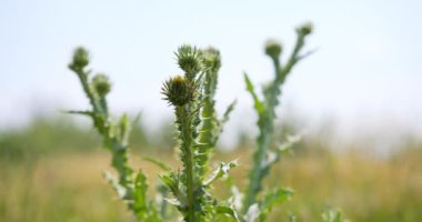 Çayırda sallanan yeşil bir devedikeni son derece yakından görmek.