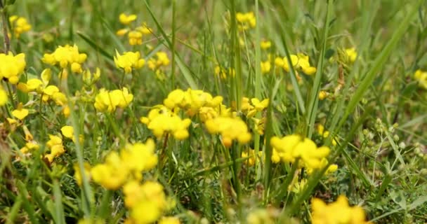 Primer Plano Avispón Una Flor Silvestre Amarilla Meadow Vetchling — Vídeos de Stock