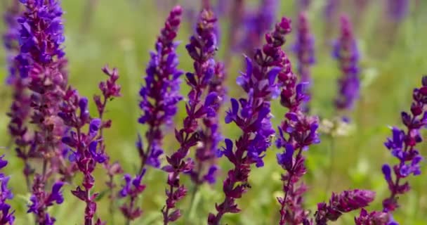 Extremo Primer Plano Flores Púrpuras Del Clario Balcánico — Vídeos de Stock