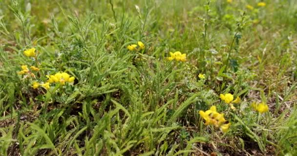 Vetchling Pradera Flores Silvestres Amarillas Una Hierba Verde — Vídeos de Stock