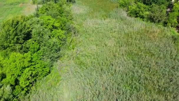 Drone Vliegt Weelderige Groene Struiken Grasland — Stockvideo