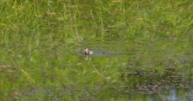 Bitkilerle çevrili ve su yüzeyini yansıtan bir gölde küçük bir yunus balığı yüzer.