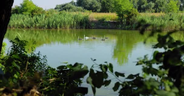 Красивая Немая Семья Лебедей Плавает Озеру Захваченному Берега Полного Растительности — стоковое видео