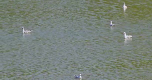 Черноголовые Чайки Мирно Плавают Озеру Вместе — стоковое видео