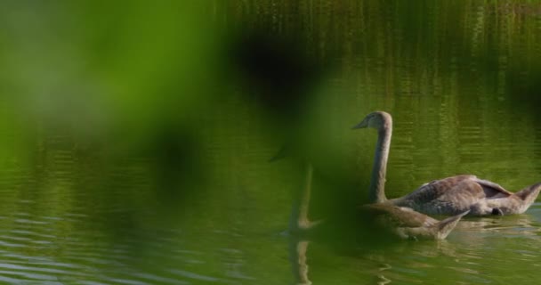 Два Молодых Немых Лебедя Плавают Озере Видимом Сквозь Зеленую Листву — стоковое видео