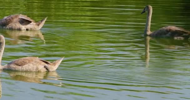 Красиві Фотографії Природи Трьох Молодих Лебедів Які Витончено Плавають Озері — стокове відео