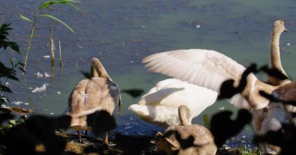 Young Adult Mute Swans Edge Pond Look Food — Stock Video