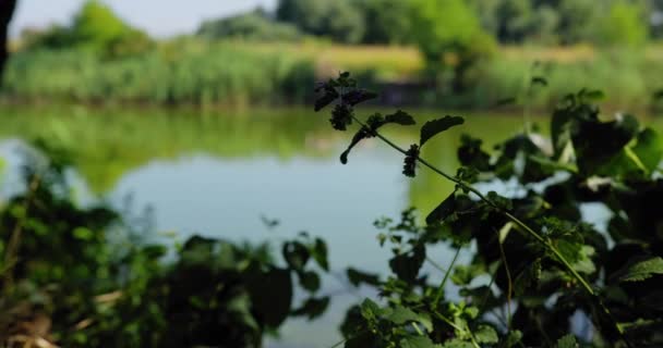 焦点从植物转向在湖上游泳的沉默天鹅家庭 — 图库视频影像