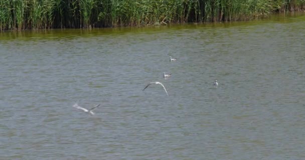 Wide Angle Shot Lake Surrounded Reeds Gulls Swimming Flying — Stock Video