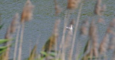 Siyah başlı martı, sazlıkların arkasından yakalanan su akıntısı yüzünden yüzüyor.