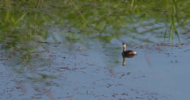 Gölette yüzen ve mükemmel yansıyan küçük yağın güzel görüntüleri.