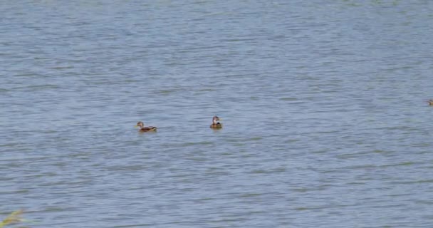2人の少年マラードアヒルが湖で平和的に泳いでいる — ストック動画