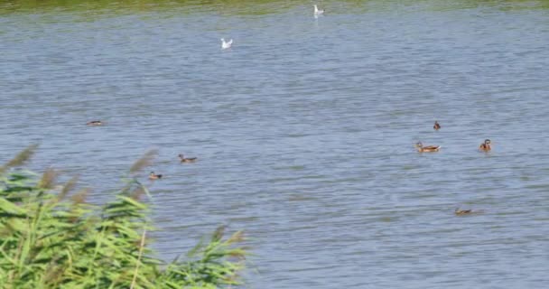 Schwarzkopfmöwen Und Stockenten Schwimmen Friedlich Auf Einem See — Stockvideo