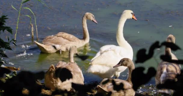 Family Mute Swans Lake Shore Adult Flap Its Wings One — Stock Video