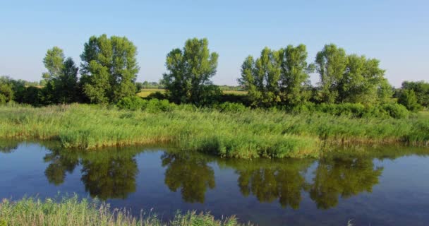 野生の草とリードに囲まれた小さな池の美しい自然の映像 — ストック動画