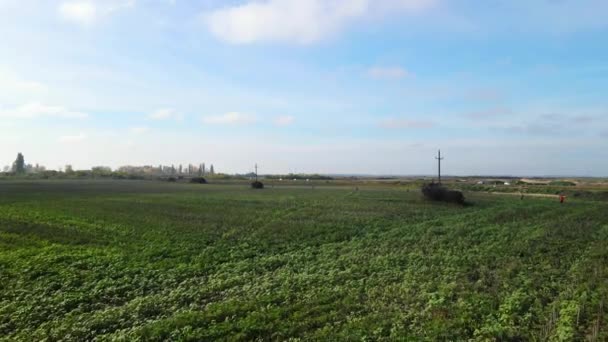 Drone Πετά Καλλιέργειες Αγροτικό Πεδίο Πάνω Από Φωτεινό Γαλάζιο Ουρανό — Αρχείο Βίντεο