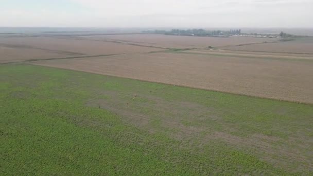 Dron Zachytí Obrovská Zemědělská Pole Poblíž Města Procházejí Jím Lovci — Stock video