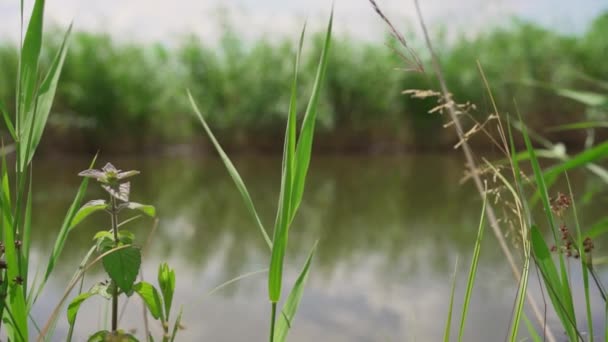 Cerca Hierba Suavemente Revoloteando Viento Orilla Lago — Vídeos de Stock