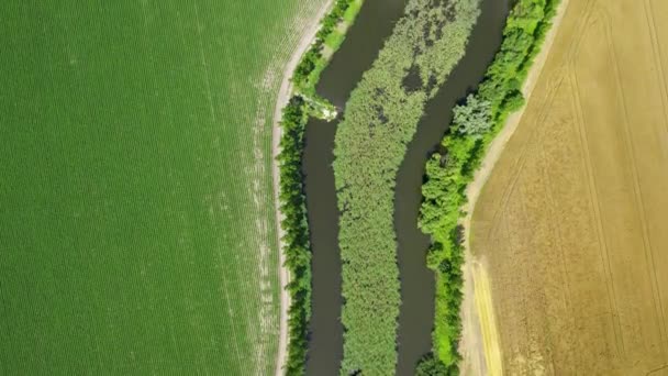 Vijver Met Rieten Bed Het Midden Scheidt Groene Gouden Landbouwvelden — Stockvideo
