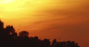 Gün batımında Tisza nehrinin açtığı doğal görüntüler.