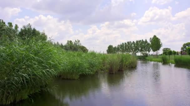 시골의 연못에서 자라는 — 비디오