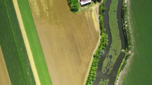 Aerial View Cultivated Fields Pond Surrounded Reed Small Houses — Stock Video