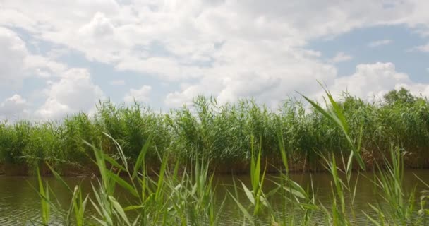 Hierba Verde Alta Creciendo Una Orilla Estanque Revoloteando Viento Día — Vídeos de Stock