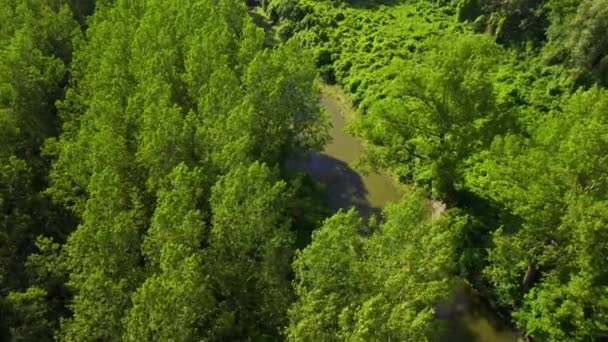 Drone Flight Pond Green Woods — Stock Video