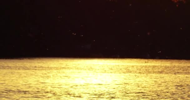 Rozkwit Rzeki Cisy Zachodzie Słońca Wczesnym Latem — Wideo stockowe