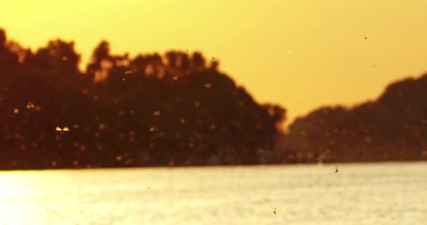 夏の初めにオレンジ色の日没でティッツァ川が咲く — ストック動画